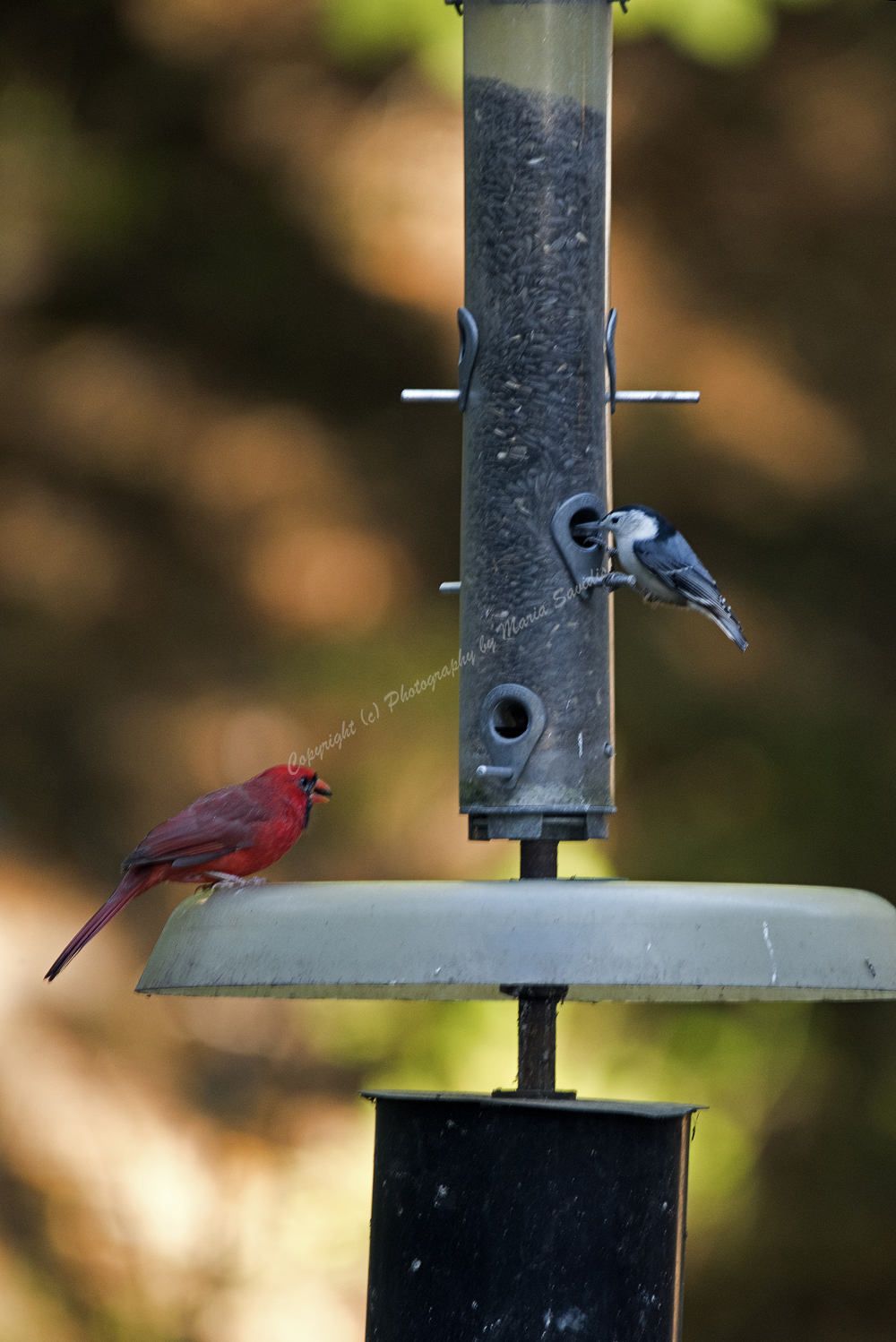 Northern Cardinal & Chickadee